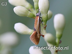 kleine mosboorder (1320*990)<br>(batia lunaris)